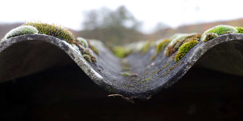 Vancouver Roof Moss