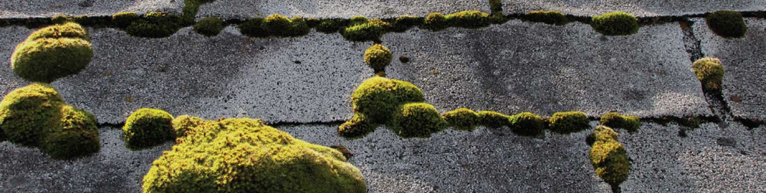 should-i-remove-moss-from-my-roof-west-coast-moss-removal